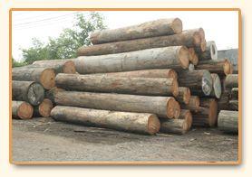Log yard, incoming stock intake